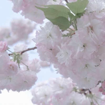 兽设萌新入门指南兽圈群